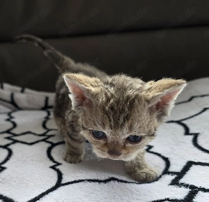 Süßer Selkirk Rex Kater mit Ahnentafel 