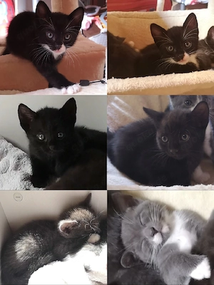 Zuckersüße BKH-Bengal-Mix Kitten suchen ihr Körbchen auf Lebenszeit!   