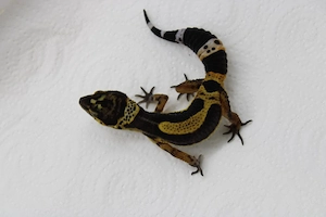 Leopardgecko - Eublepharis macularius - Black Night Inferno ph Bell