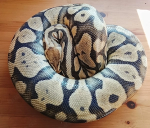 0,1 Königspython Pastel Ghost Zuchtweibchen 