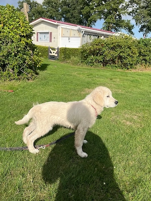 Golden-Retriever-Welpen suchen eine liebevolle Familie