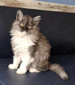 Selkirk Rex Katerchen 