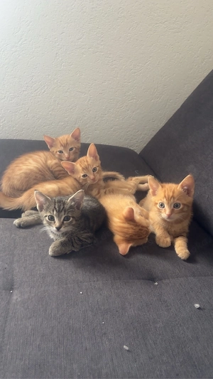 EKH suchen liebevolles Zuhause ^.^