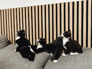 Süße Kitten suchen ein Zuhause
