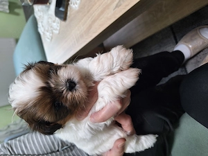 Junge Shih Tzu Welpen suchen bald ein neues Zuhause