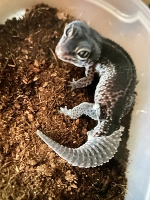 suche black night Leopardgecko weiblich 