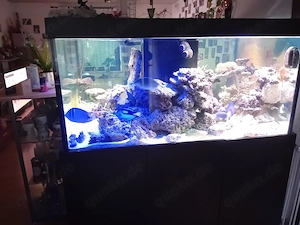 Lebendgestein Meerwasser 100 bis 150kg