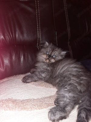 Perser BLH Kitten 