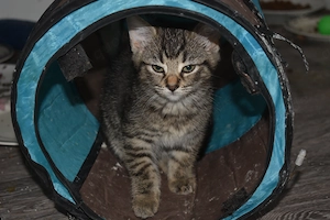  Zwei Katzenkinder suchen ihr Für-immer-Zuhause 