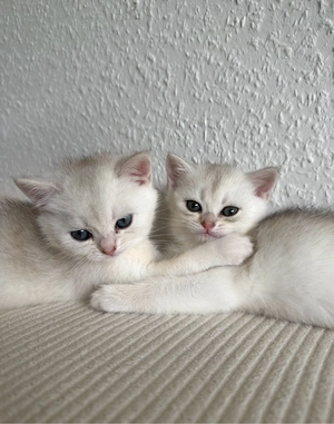 Britisch Kurzhaar *bkh* kitten golden silver shaded tabby zu verkaufen!