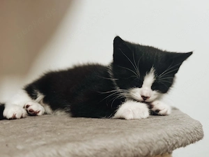 Süßer Kater sucht Zuhause - Kitten