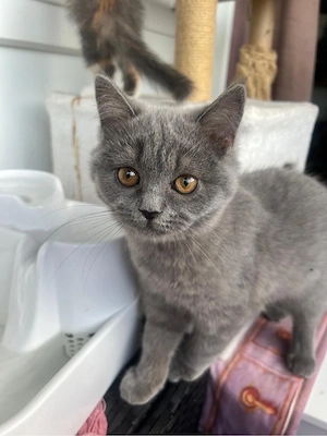 BKH katzen babys