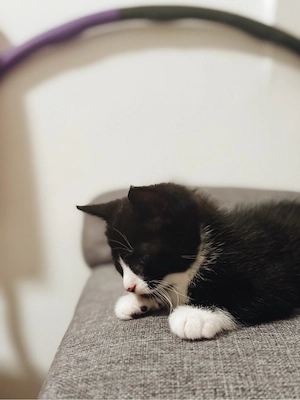 Süßer Kater sucht Zuhause - Kitten