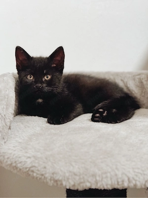 Süße Katze sucht Zuhause - Kitten