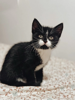 Süßer Kater sucht Zuhause - Kitten