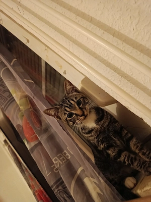 Kitten zu verkaufen 