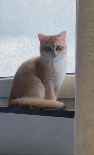 British Shorthair Golden Chinchilla NY12   wunderschöne Katze mit Stammbaum