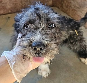 Murphy Dackel - Terrier mix Welpe