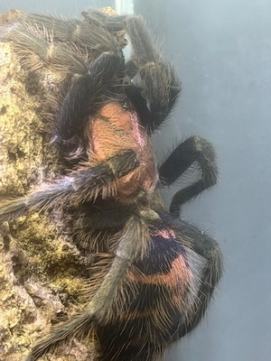 Vogelspinnen