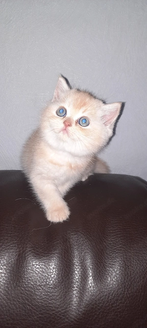 BKH BLH Katzenjunge