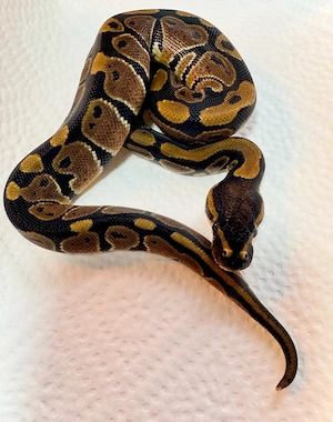 Königspython Classic 100% het. Albino "Nz26"