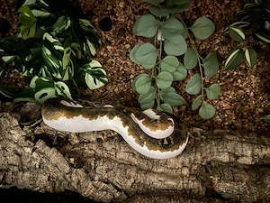 Tigerpython Python bivittatus 1.0 männlich