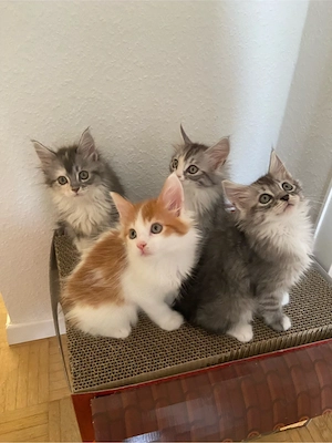 Maine Coon Kitten 