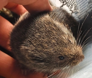 Schilfwühlmäuse 
