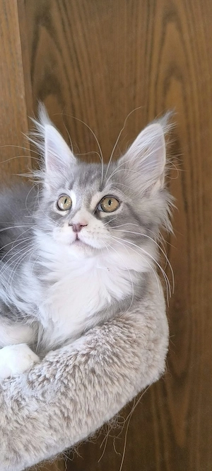 Maine Coon Kitten 