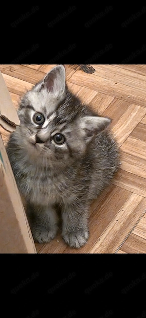 Bkh katzenbabys