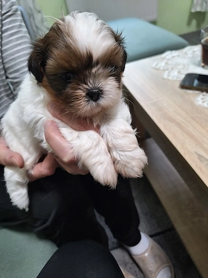Junge Shih Tzu Welpen suchen bald ein neues Zuhause