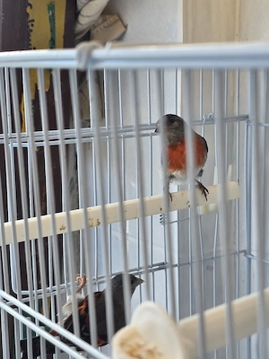 zeisiga Vögel 