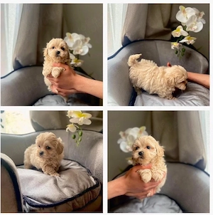 Maltipoo Mini Welpen