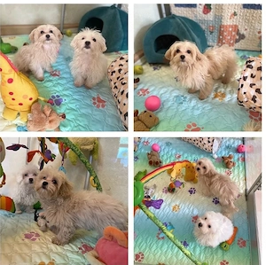 Maltipoo Mini Welpe