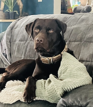 Labrador Schoko 2 Jahre