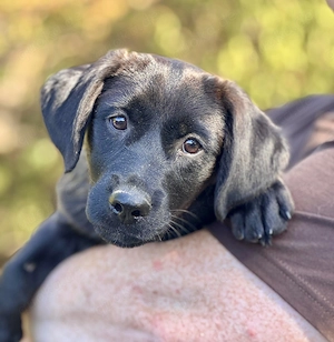 Little Lady , zzt. in Ungarn, ist ein zauberhaftes, verspieltes, freundliches und neugieriges Wesen.