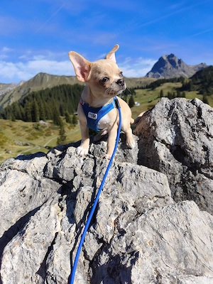 Wunderschöne Chihuahua Welpen Rüden KH