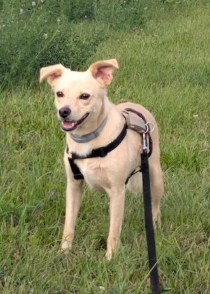 Der süße Snoopy aus 72124 Pliezhausen sucht sein Zuhause