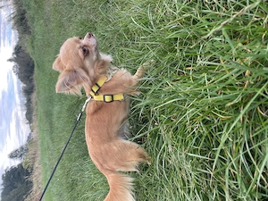 Chihuahua langhaar hundin mit Stammbaum teacup