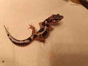 Leopardgeckos