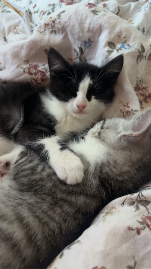 süsse katzen babys (kitten)