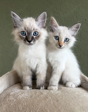 Heilige Birma Kitten WunderSchönSehrLieb