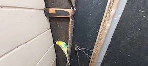 Vogel verkaufen 
