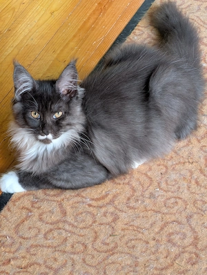 Maine-Coon Kitten
