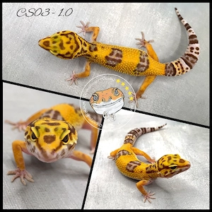 Leopardgecko Tangerine TA