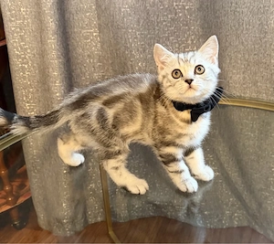 BKH reinrassige  kitti 