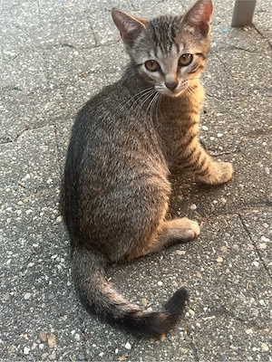 2 Kater 16 Wochen