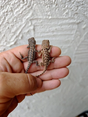 Bartagamen tiger leatherback 