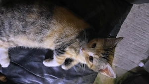 Hübsche Lady     sucht kuscheliges zu Hause 