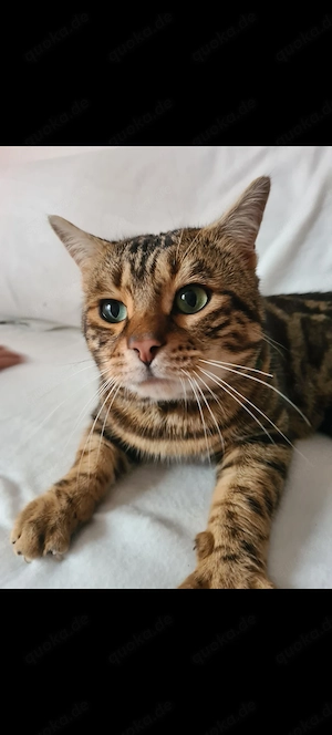 Bengal Kater zu verkaufen 